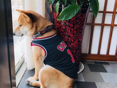 -食神鱼头佛跳墙(百子湾旗舰店)