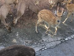 -清迈夜间动物园