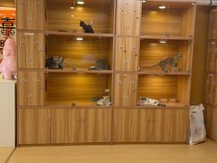 -猫十亿·布偶金渐层·曼基康矮脚猫舍(青年路店)