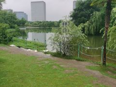 -大宁郁金香公园-停车场