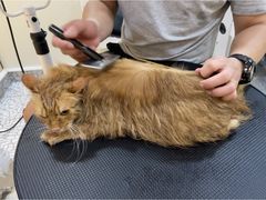 -momokira米努特·德文卷毛猫·棉花面纱犬