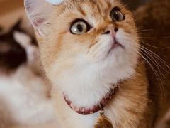 -猫在这儿猫咪咖啡馆·撸猫馆