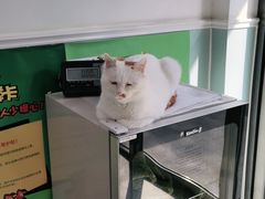 -纳吉亚猫专科动物医院·北北分院