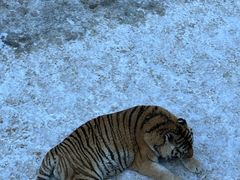 -大连森林动物园