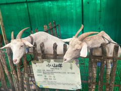 -史努比缤纷世界