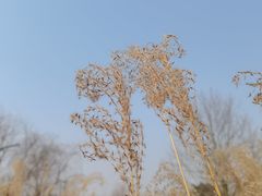 -白鹭湾湿地公园
