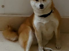 -瑞派申生动物医院·24H夜诊·国际动物医疗中心·骨外科(吴中路店)