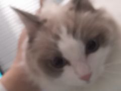 -宠福鑫康馨动物医院·骨科·眼科