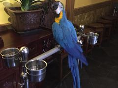 金刚鹦鹉-那家小馆•北京菜•烤鸭(中关村店)