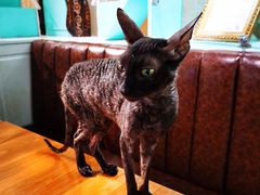-猫小院猫主题餐厅(三里屯店)