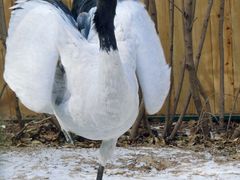 -青藏高原野生动物园