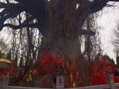 -大槐树寻根祭祖园