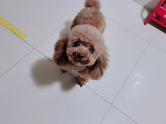 -美联众合爱康动物医院•复杂内科•肿瘤科•牙科•腔镜诊疗中心
