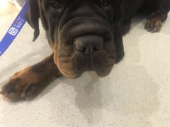 -宠颐生动物医院·心脏科·保险定点(锦阳分院)