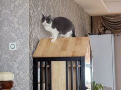 -欣宠猫屋·矮脚拿破仑·蓝金金渐层