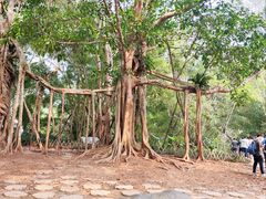 -中国科学院西双版纳热带植物园
