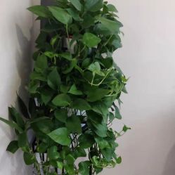 -苑苑vbeauty科技美容SPA