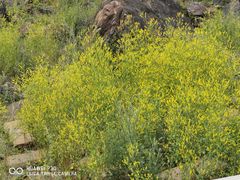 -新疆国际大巴扎