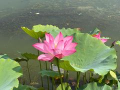 -莲花池公园