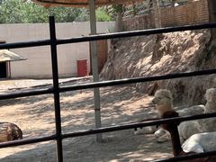 -青藏高原野生动物园