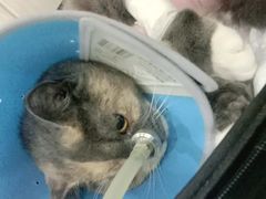 -佳怡动物医院·平价24小时·猫专科骨外科