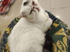 -平行世界·猫咖(首经贸店)