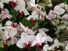 -龙大花卉苗木市场