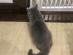 -逗柴咖啡屋·狗咖猫咖宠物桌游