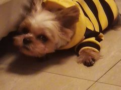 -佑安动物医院·全科·内窥镜中心(幸福巷店)