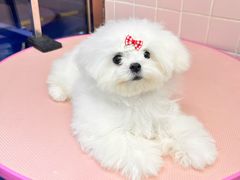 -FAELING PETS美天灵宠物(富力广场店)