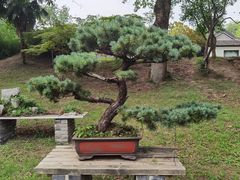 -扬州大运河文化旅游度假区·盆景园