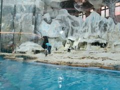 -帝企鹅自助餐厅•儿童岛•真企鹅(长隆企鹅酒店)