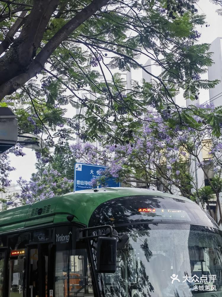 理想城市蓝花楹占领的成都街道