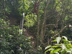 -西双版纳原始森林公园