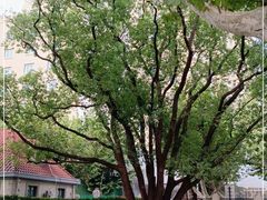 -徐家汇源景区-衡山公园