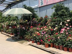 -金科花卉市场