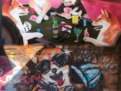 -柴犬高等学院·狗咖·柴犬售卖·宠物训练