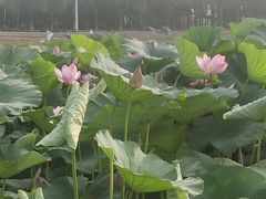 -丁香湖公园