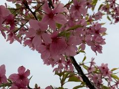 -合肥滨湖国家森林公园