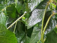 豆角-润记农家菜