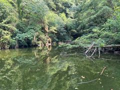 -素山寺森林公园