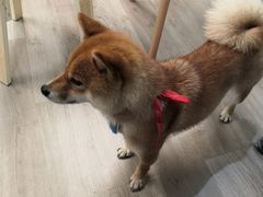 -柴迷FANS CLUB·柴犬狗咖·猫咖