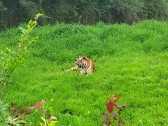 -沈阳森林动物园