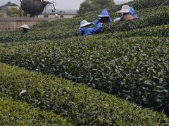 -龙坞茶村