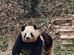 -中国大熊猫保护研究中心雅安碧峰峡基地
