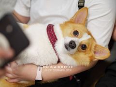 -Infica Coffee