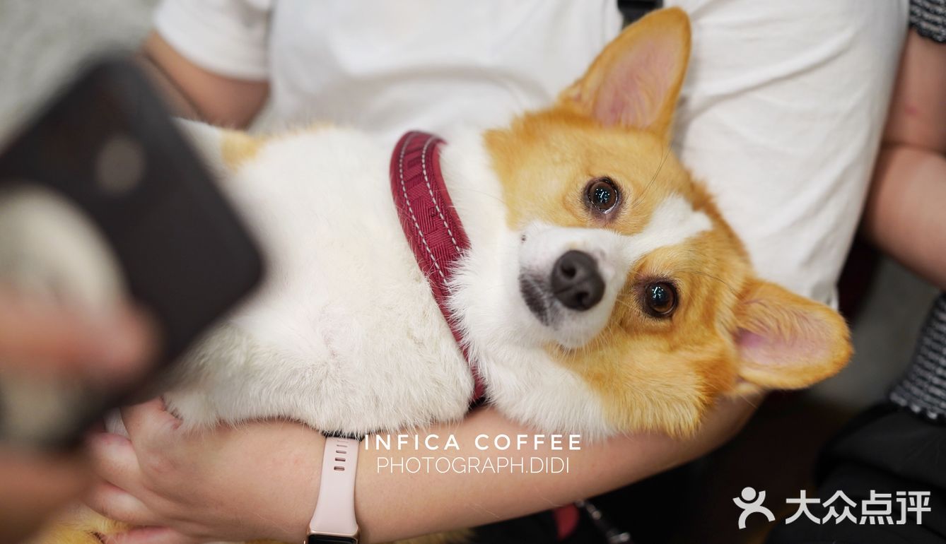 Infica Coffee 不仅咖啡好喝蛋糕好吃，氛围超棒