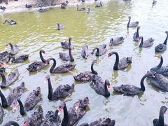 -广州长隆飞鸟乐园