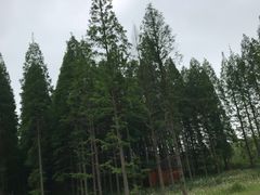 -黄海国家森林公园