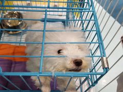 -龟与熊猫宠物公园(南坪店)
